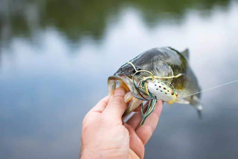 bass fishing tournament water ,  photo from Pexels