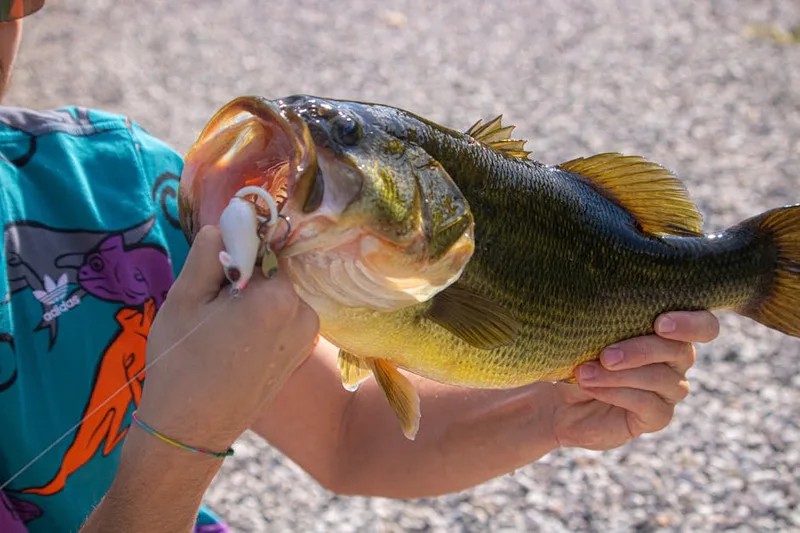 largemouth bass angler ,  photo from Pexels