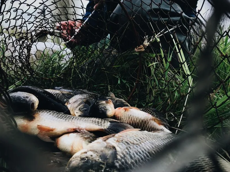 carp fish care handling for carp fishing retailers and distributors