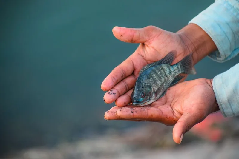 fish care conservation for carp fishing retailers and distributors