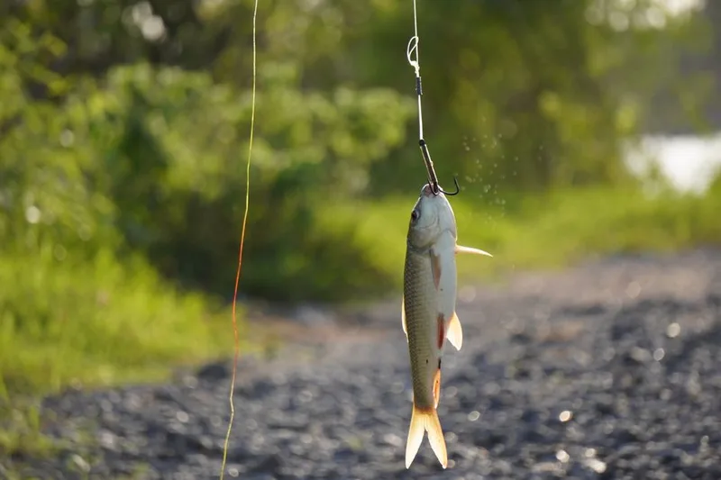 fishing leader fluorocarbon rig for carp fishing retailers and distributors