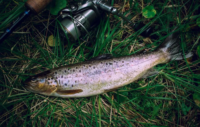 trout fishing ultralight rod ,  photo from Pexels