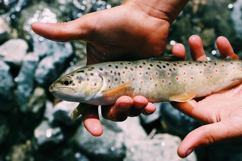 bass fishing line and cover , photo from Pexels
